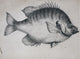 Lepomis Macrochirus Bluegill Fine Art Print by Mary Evans