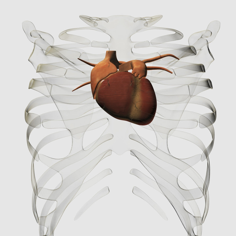 3D Medical Illustration of Human Heart and Rib Cage Fine Art Print