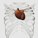 3D Medical Illustration of Human Heart and Rib Cage Fine Art Print