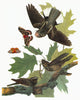 Audubon Whip-Poor-Will Fine Art Print - Engraving from 1827-38