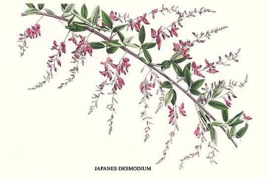 Desmodium Penduliflorum Fine Art Print by Louis Benoit Van Houtte