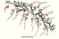 Desmodium Penduliflorum Fine Art Print by Louis Benoit Van Houtte
