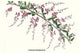 Desmodium Penduliflorum Fine Art Print by Louis Benoit Van Houtte