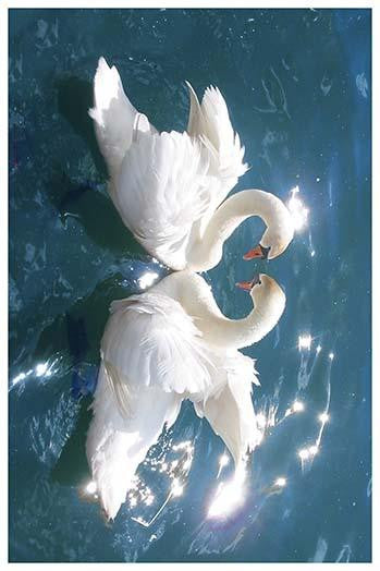 Swans on Water Vintage Art Print - High Quality Reproduction