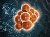 Microscopic View of a Stem Cell Fine Art Print