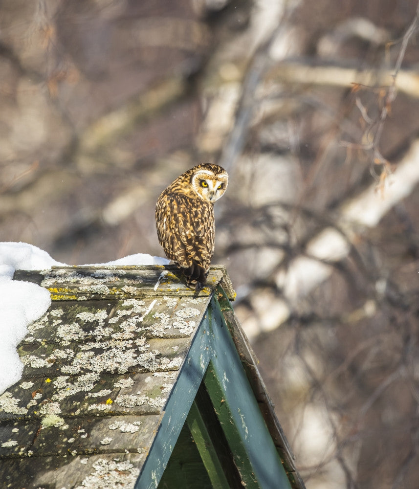 Short-eared Owl Fine Art Print by Doug Lindstrand