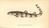 Epaulette Shark Fine Art Print by Florilegius / Mary Evans