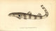 Epaulette Shark Fine Art Print by Florilegius / Mary Evans