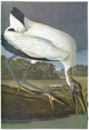 Audubon Stork Fine Art Print - Engraving After John James Audubon