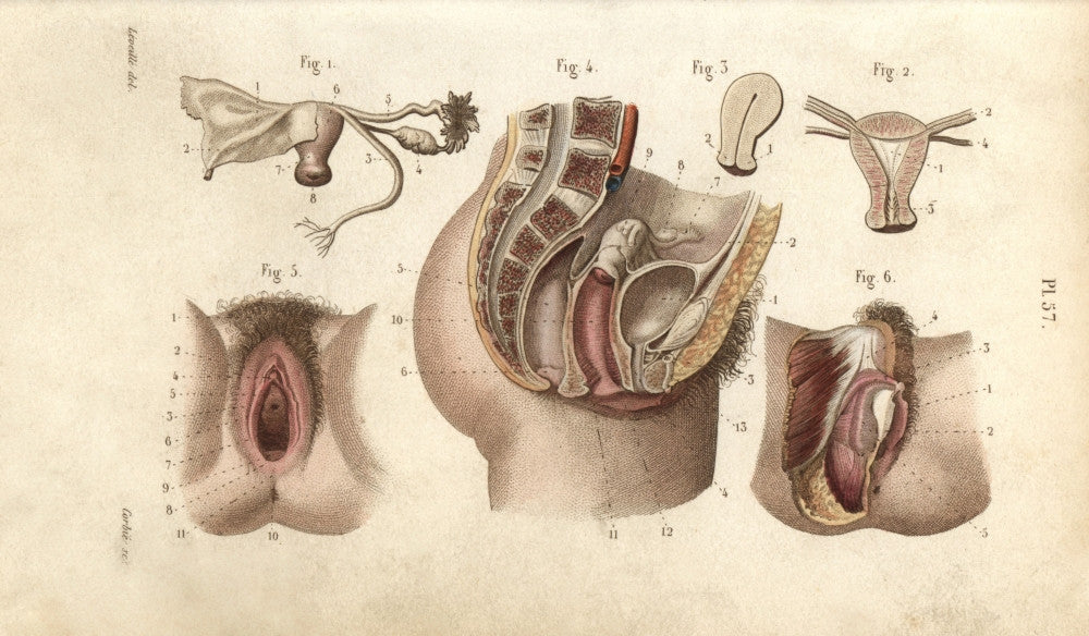 Female Genital Organs Fine Art Print by Florilegius | Mary Evans