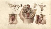 Female Genital Organs Fine Art Print by Florilegius | Mary Evans