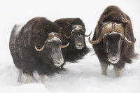 Captive: Three Musk Ox in Deep Snow Fine Art Print