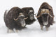 Captive: Three Musk Ox in Deep Snow Fine Art Print