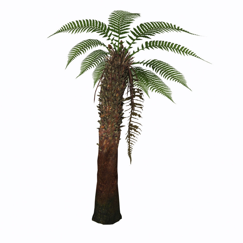 Dicksonia Antarctica Tree Fern Fine Art Print by Corey Ford