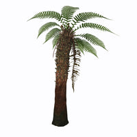 Dicksonia Antarctica Tree Fern Fine Art Print by Corey Ford
