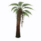 Dicksonia Antarctica Tree Fern Fine Art Print by Corey Ford
