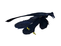 Microraptor Dinosaur Fine Art Print - White Background