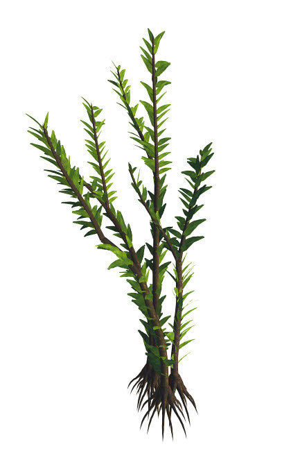 Dicroidium Seed Plant from the Mesozoic Era Fine Art Print by Corey Ford
