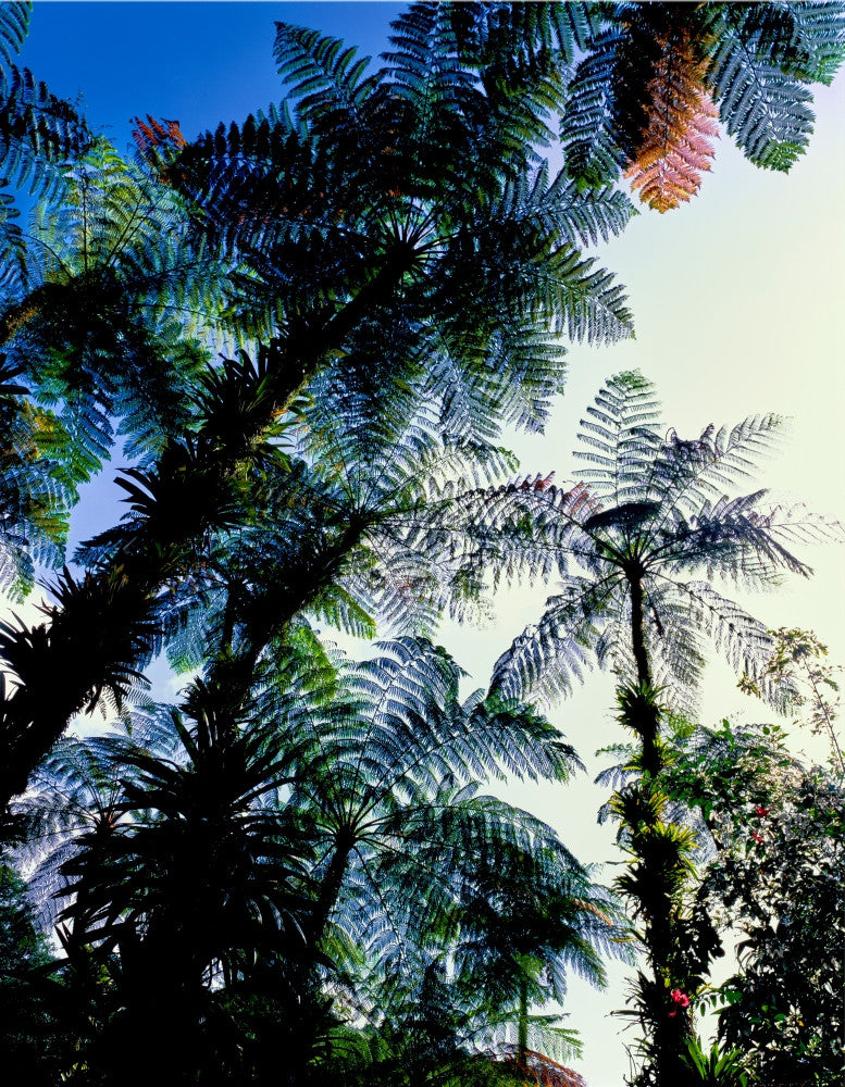 Low Angle View of West Indian Treefern Fine Art Print by Panoramic Images