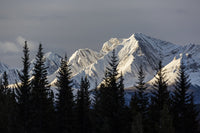 Snow-Capped Mountains at Dawn with Silhouetted Forest Art Print by Michael Interisano