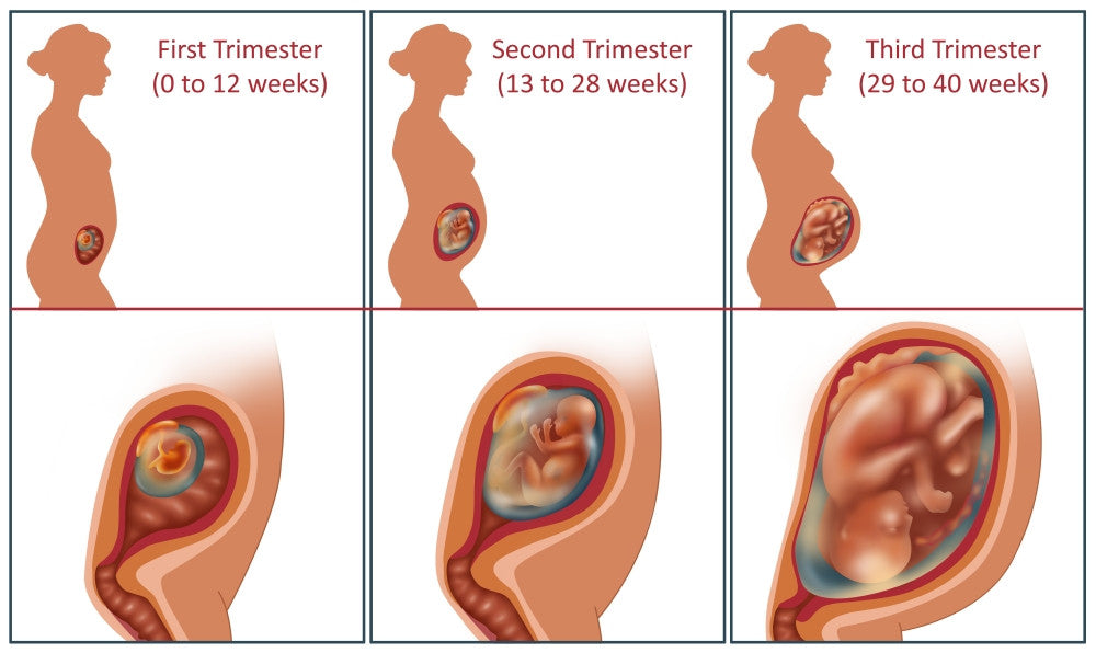 Three Trimesters Fine Art Print by Gwen Shockey | Science Source