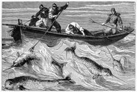 Fishing For Narwhals 19th Century Engraving Fine Art Print by Granger Collection