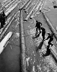 High Angle View of Lumberjacks Pulling Logs Fine Art Print