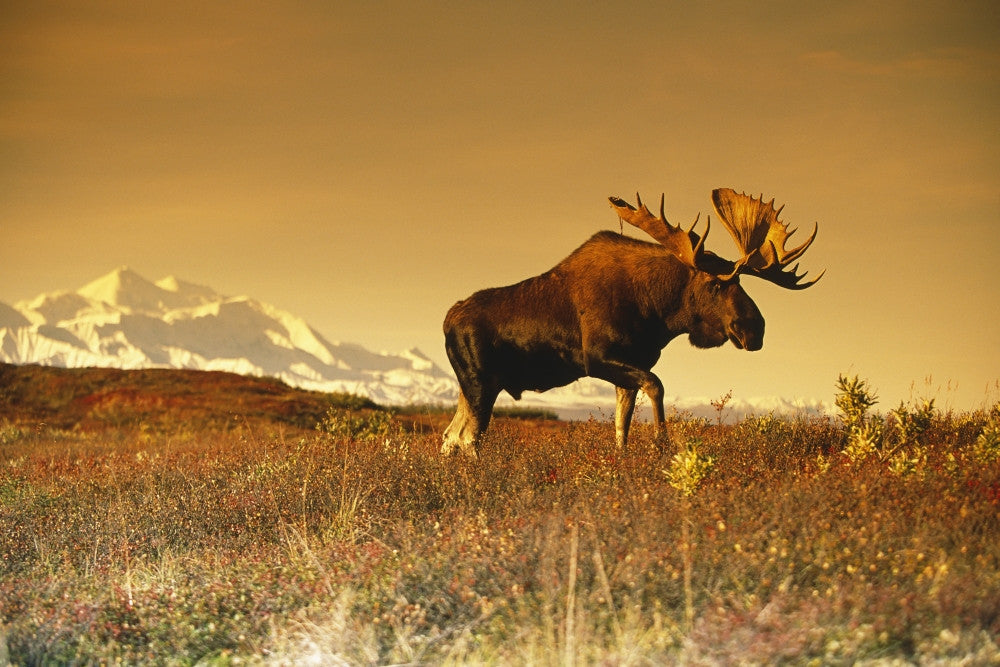 Bull Moose Fine Art Print in Front of Mt. McKinley by Tom Soucek