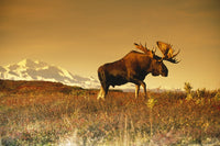 Bull Moose Fine Art Print in Front of Mt. McKinley by Tom Soucek