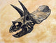 Triceratops Dinosaur Skull Fine Art Print on Textured Background