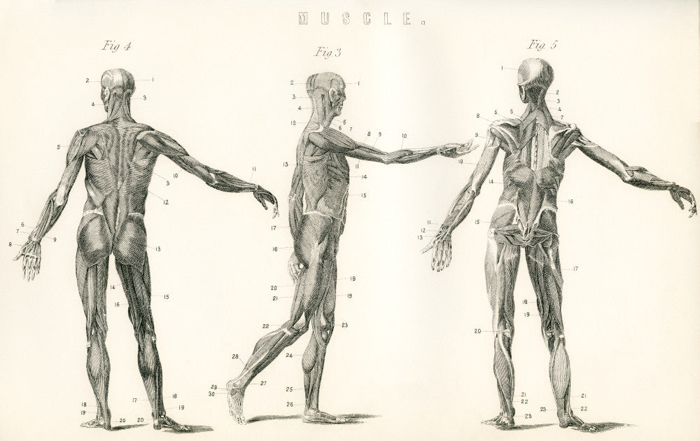 Anatomical Study of Human Muscle Fine Art Print - Vintage 1890