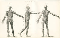 Anatomical Study of Human Muscle Fine Art Print - Vintage 1890