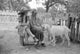Homesteaders 1940 Fine Art Print - Women with Goat in Pie Town
