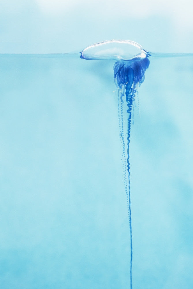 Close-Up of Portuguese Man O'War Jellyfish Fine Art Print by Dave Fleetham