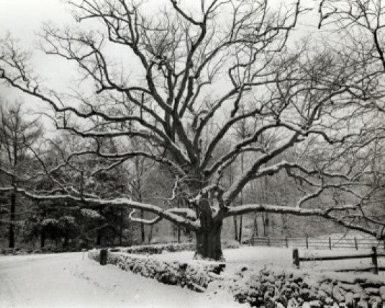 Bedford Oak Fine Art Print - Bedford, New York | Posterazzi