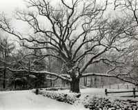 Bedford Oak Fine Art Print - Bedford, New York | Posterazzi