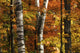 Colorful Leaves and Birch Trees in Algonquin Park Art Print by Robert Postma