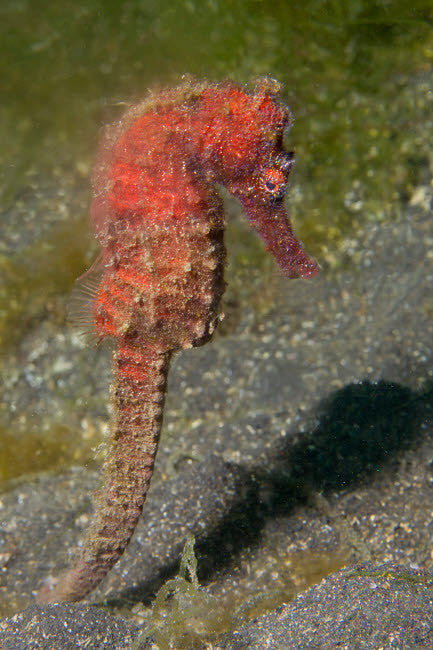 Common Seahorse Poster Print from Lembeh Strait, Indonesia by VWPics