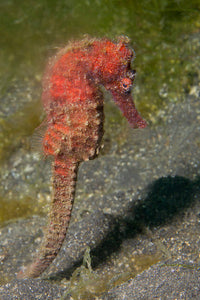 Common Seahorse Poster Print from Lembeh Strait, Indonesia by VWPics