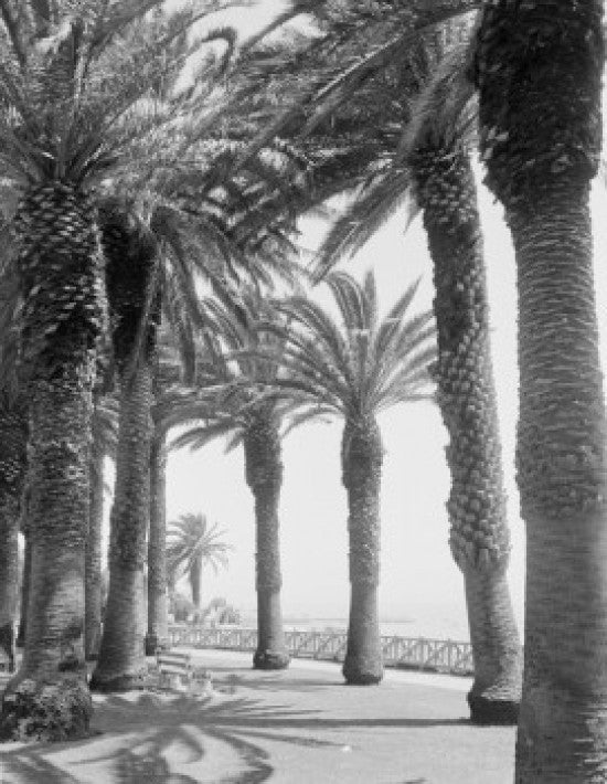 Palm Trees Along Walkway Fine Art Print - Various Sizes Available