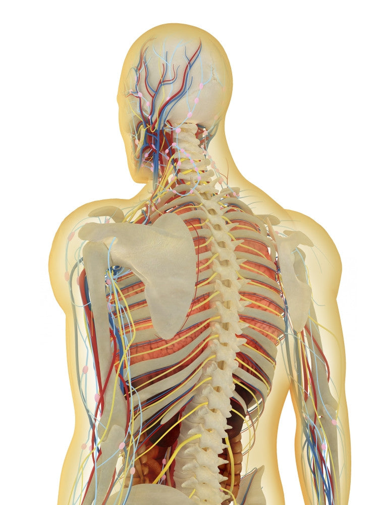 Transparent Human Body with Internal Organs - Fine Art Print
