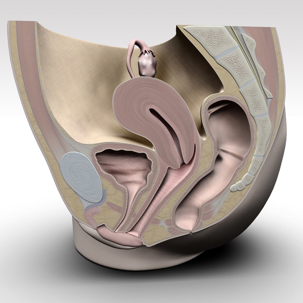 Female Reproductive System Fine Art Print by Hank Grebe