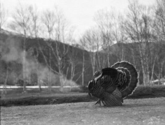 Turkey Gobbler Fine Art Print - Stunning Wall Décor
