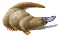 Duckbill Platypus Fine Art Print by Spencer Sutton | Science Source