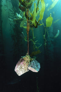 Kelp Growth Fine Art Print by Morten Beier | Stocktrek Images