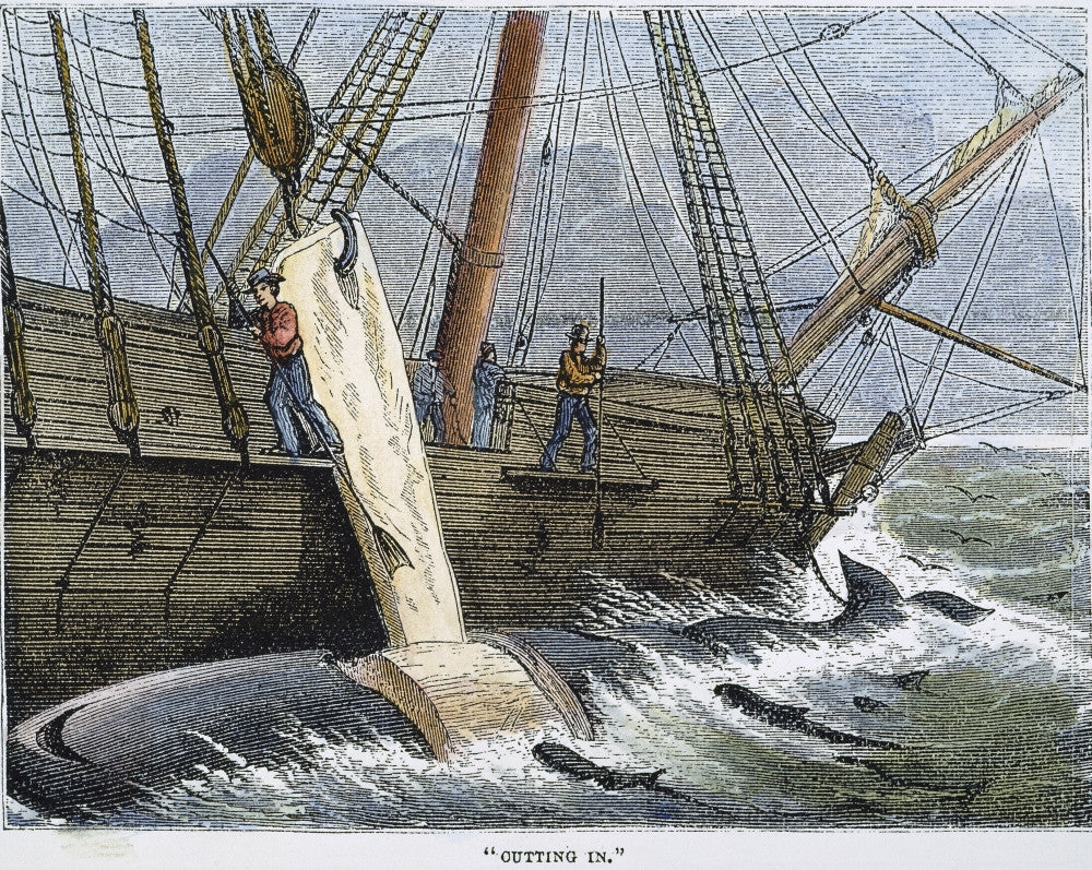 Stripping Whale Blubber Engraving Print (1874) | Posterazzi