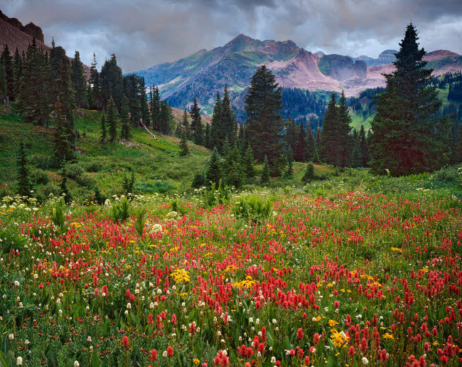 LaPlata Mountains Wildflowers in Meadow Fine Art Print by Jaynes Gallery