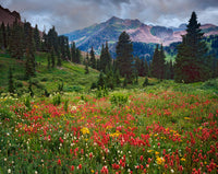 LaPlata Mountains Wildflowers in Meadow Fine Art Print by Jaynes Gallery