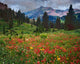 LaPlata Mountains Wildflowers in Meadow Fine Art Print by Jaynes Gallery