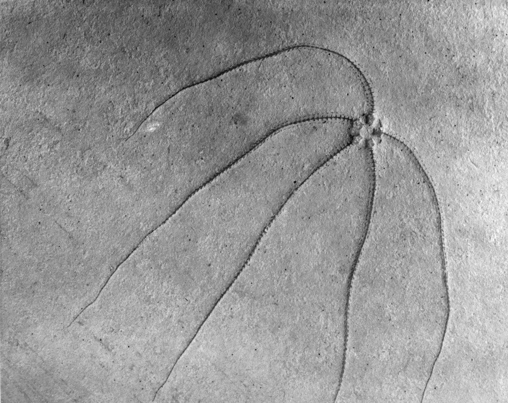 Jurassic Era Starfish Fossil Fine Art Print by Granger Collection